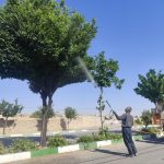 اجرای عملیات سم پاشی فضای سبز توسط شهرداری خنجین